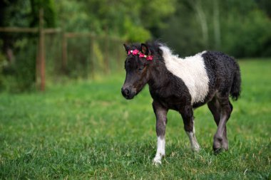 Yazın açık havada çiçek tacında yeni doğmuş midilli tayı