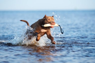 Amerikan pitbull terrier köpeği denizde bir oyuncakla oynuyor.