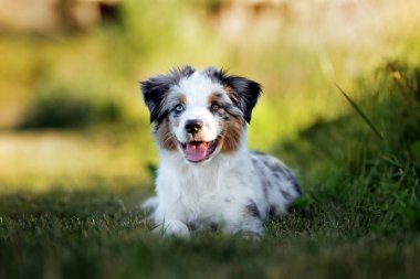 Avustralya çoban köpeği yazın dışarıda uzanıyor.