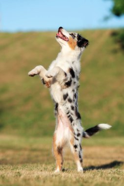 Avustralya çoban köpeği yazın parka atlıyor.