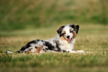 Avustralya çoban köpeği parkta yatıyor.