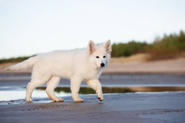 Beyaz çoban köpeği kumsalda yürüyor