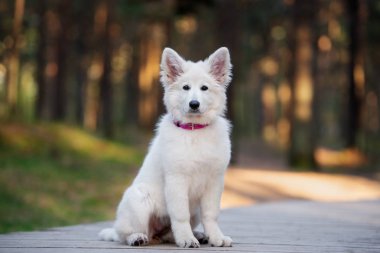 Ormanda poz veren beyaz çoban köpeği.