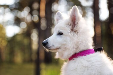 Ormanda beyaz çoban köpeği portresi