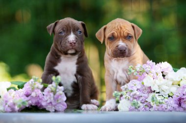 İki Amerikan pitbull teriyeri yazın açık havada resmedilir.