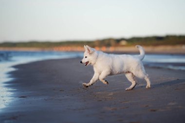 Beyaz İsviçreli çoban köpeği sahilde koşuyor