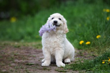 Golden retriever köpeği ağzında leylak çiçeği tutuyor.