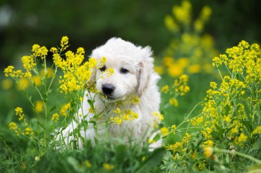 Yazın sarı çiçeklerle süslenmiş sevimli Golden Retriever köpeği.