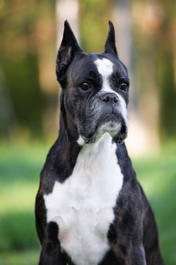 Yazın dışarıda poz veren boksör köpeği.
