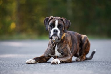 Yazın dışarıda poz veren boksör köpeği.