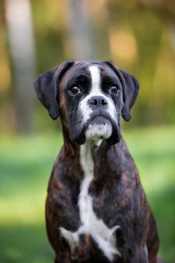 Yazın dışarıda poz veren boksör köpeği.