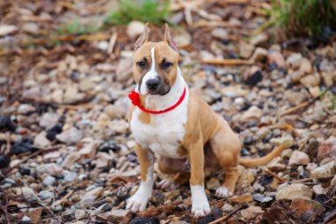 Amerikan personeli teriyer köpeği dışarıda poz veriyor.