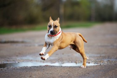 Mutlu Amerikan personeli teriyer köpeği sonbaharda dışarıda koşuyor.