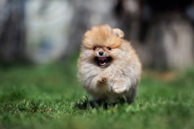 Mutlu Pomeranya spitz köpekleri yazın dışarıda koşuyor.