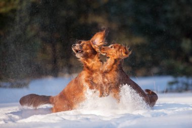 İki mutlu dachshund köpeği karda oynuyor.