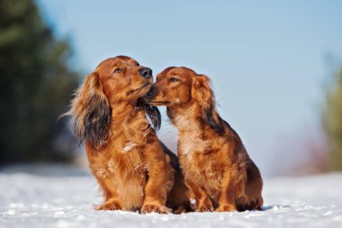 İki sevimli dachshund köpeği kışın birlikte poz verir.