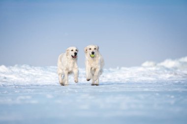Kışın kumsalda oynayan iki golden retriever köpeği.
