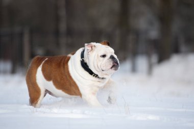 İngiliz Bulldog 'u kışın dışarıda yürüyor.