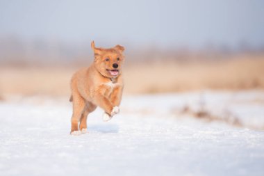Mutlu ördek çanlar Kışın açık havada koşan av köpeği