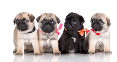 group of pug puppies posing on white background clipart