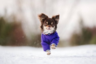 Kışlık ceketli mutlu chihuahua köpeği karda dışarıda koşuyor.