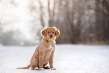 Ördek çanı köpeği dışarıda karda poz veriyor.