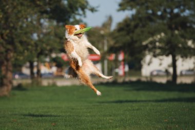 Red border collie dog yazın parkta uçan bir diskle oynuyor.
