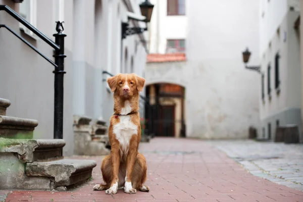 Toller Retriever Σκυλί Κάθεται Στην Πόλη — Φωτογραφία Αρχείου