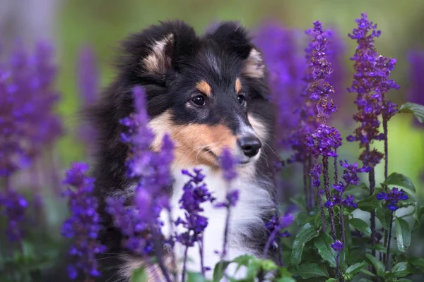 sheltie puppy portrait in summer flowers