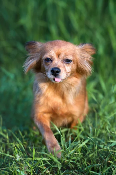 Śmieszne Zabawka Pies Język Pozowanie Trawie — Zdjęcie stockowe