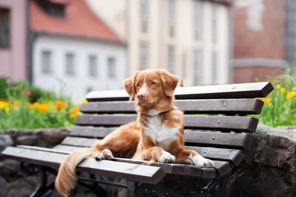 Entenmaul Retriever Hund Posiert Draußen — Stockfoto