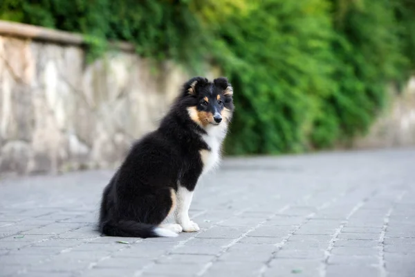 Sheltie Hund Sitter Parken Sommaren — Stockfoto