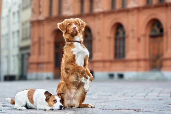 Dois Cães Adoráveis Posando Livre Juntos — Fotografia de Stock