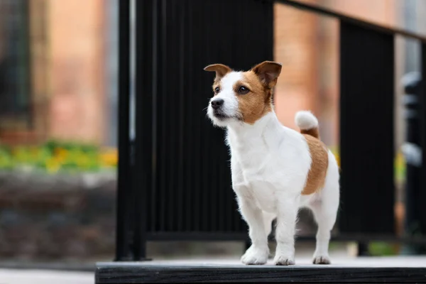 Jack Russell Terrier Cão Rua — Fotografia de Stock