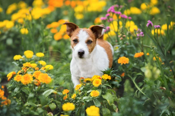 Jack Russell Terrier Dog Posing Outdoors — Stock Photo, Image