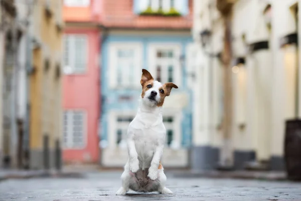 Jack Russell Terrier Σκύλος Θέτει Εξωτερικούς Χώρους — Φωτογραφία Αρχείου