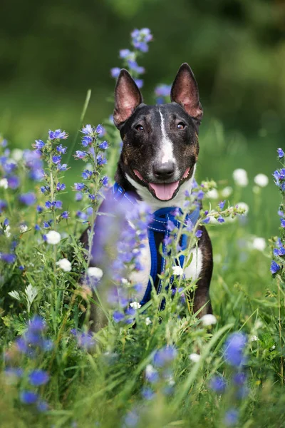 Happy Miniature Bull Terrier Dog Portrait Outdoors Summer — Stock Photo, Image