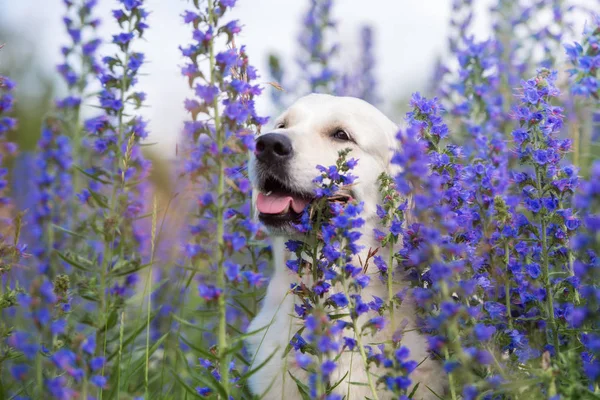 Golden Retriever Köpeği Yaz Çiçeklerinde Poz Veriyor — Stok fotoğraf