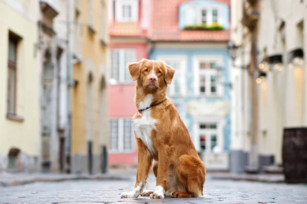 Όμορφο Κόκκινο Σκυλί Retriever Κάθεται Στην Πόλη — Φωτογραφία Αρχείου