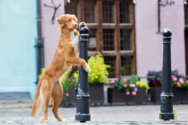 Toller Retriever Σκυλί Ποζάρουν Στο Δρόμο — Φωτογραφία Αρχείου