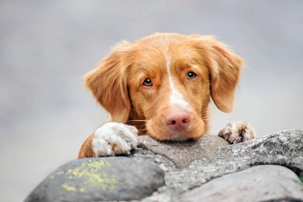 美しい検索犬の肖像画屋外 — ストック写真