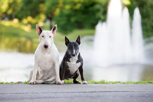 Δύο Αγγλικά Τεριέ Ταύρος Σκυλιά Θέτουν Εξωτερικούς Χώρους Μαζί — Φωτογραφία Αρχείου