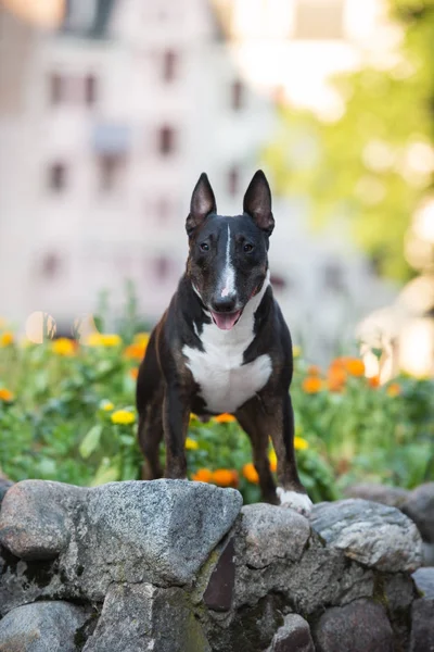 Inglese Bull Terrier Cane Posa All Aperto — Foto Stock