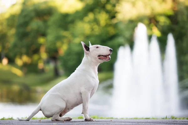 Englischer Bullterrier Hund Posiert Freien — Stockfoto