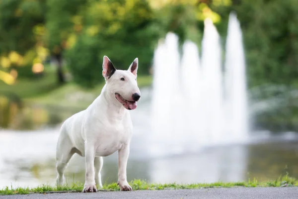 Inglês Touro Terrier Cão Posando Livre — Fotografia de Stock