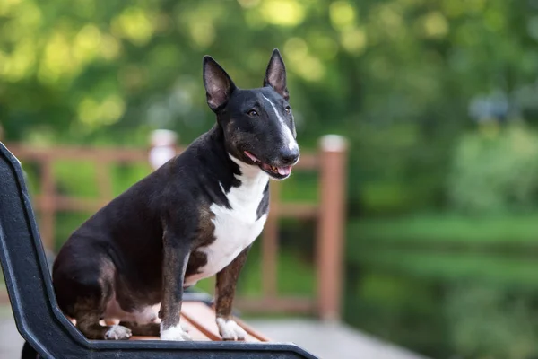 Inglese Bull Terrier Cane Posa All Aperto — Foto Stock