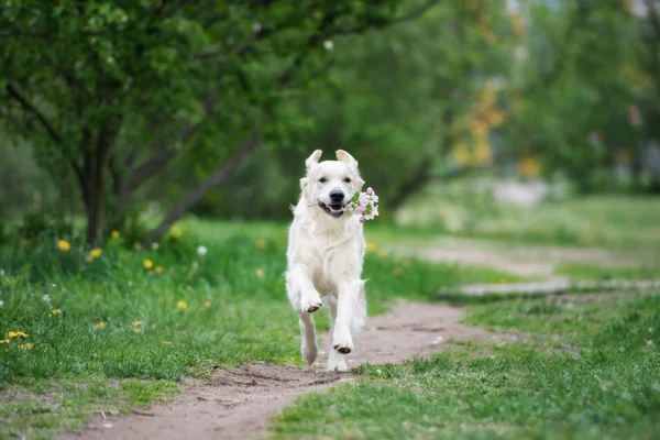 Golden Retriever Pies Biegający Zewnątrz — Zdjęcie stockowe