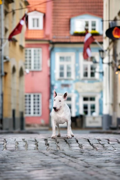 Αγγλικά Τεριέ Ταύρος Σκυλί Θέτει Εξωτερικούς Χώρους — Φωτογραφία Αρχείου