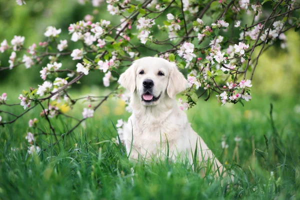 在一棵盛开的树下 金色的猎犬肖像 — 图库照片