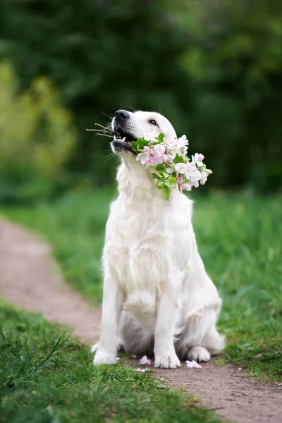 Golden Retriever Köpeği Ağzında Çiçek Açan Bir Ağaç Dalı Tutuyor — Stok fotoğraf